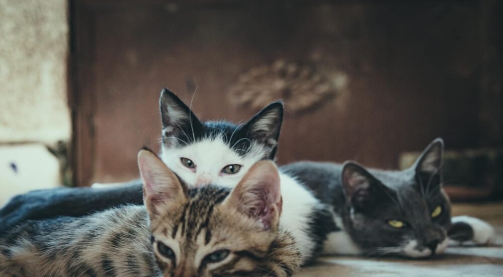 Katze