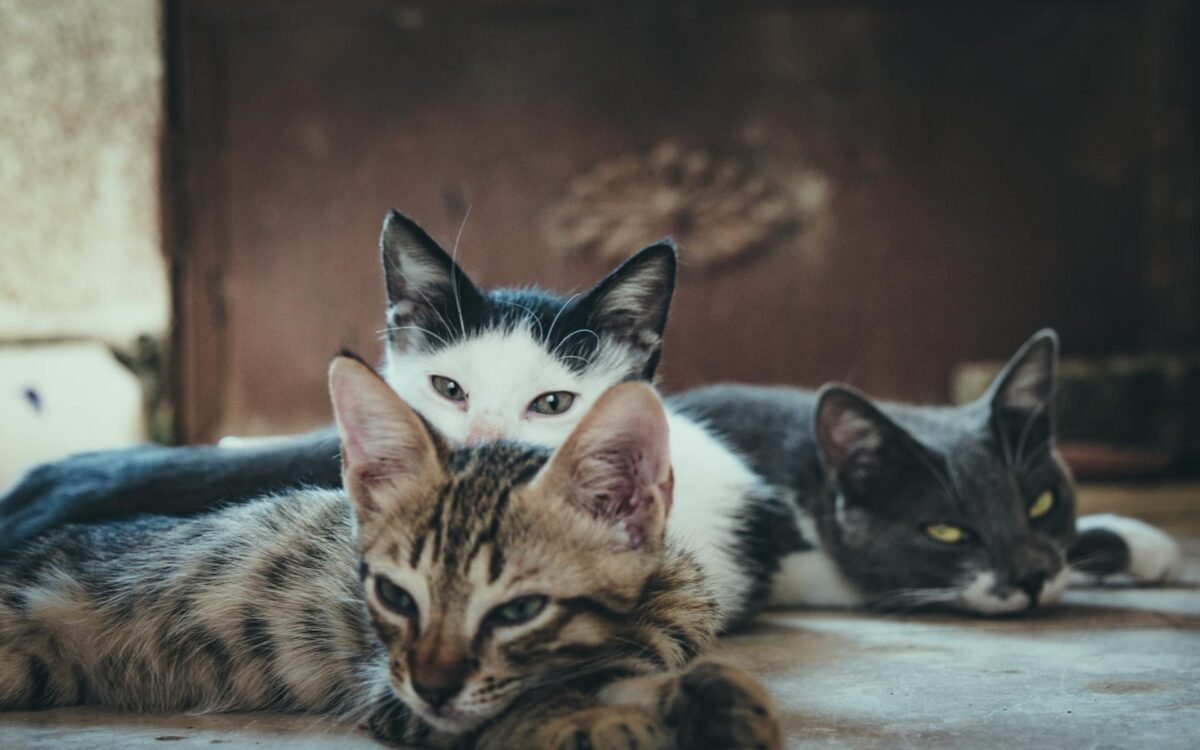 Katze