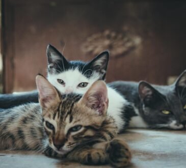 Katze