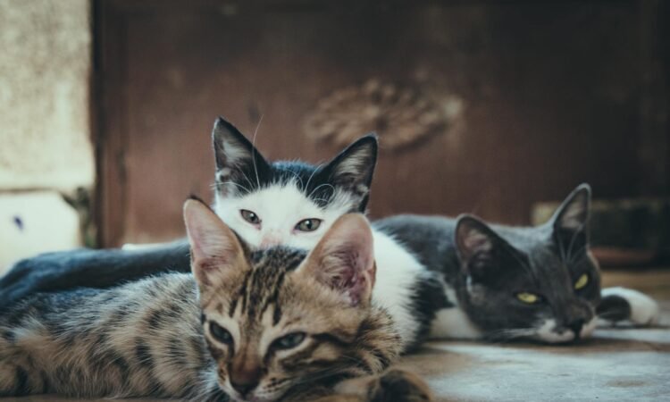 Katze