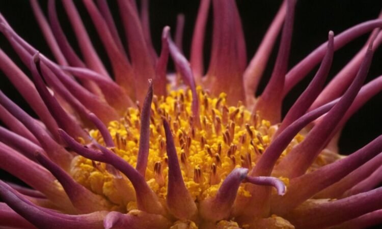 Alpha-Liponsäure: Wirkung auf die Nerven und ihre gesundheitlichen Vorteile